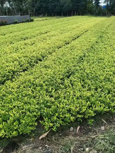 新民市绿化亮化工程制作