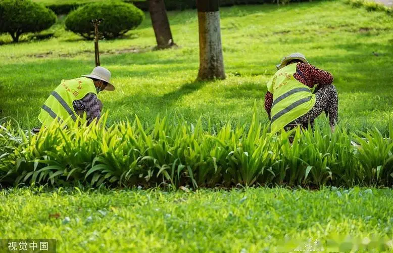 广元城市绿化带植物叫什么